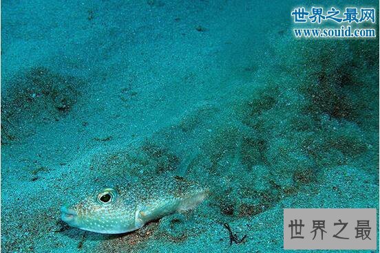 【图】十大最有趣的新物种，树枝会走路/蜘蛛会打滚