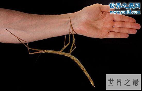 【图】十大最有趣的新物种，树枝会走路/蜘蛛会打滚