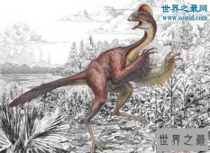 【图】十大最有趣的新物种，树枝会走路/蜘蛛会打滚