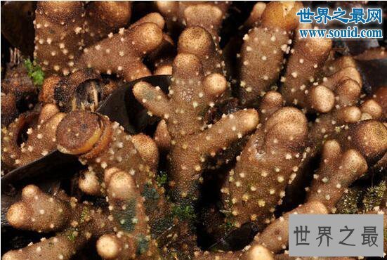 【图】十大最有趣的新物种，树枝会走路/蜘蛛会打滚