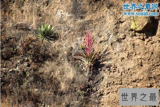 【图】十大最有趣的新物种，树枝会走路/蜘蛛会打滚