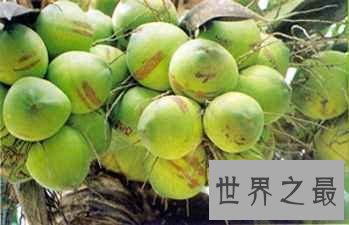 【图】椰子的功效她不光好处还是许多化妆品里必有的