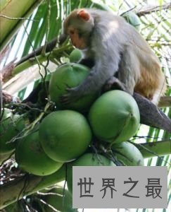 【图】椰子的功效她不光好处还是许多化妆品里必有的