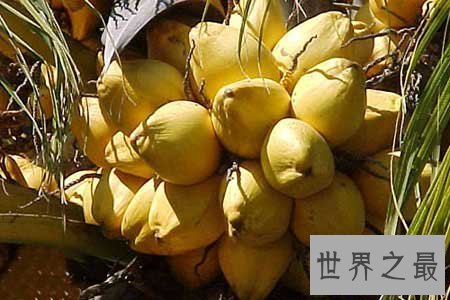 【图】椰子的功效她不光好处还是许多化妆品里必有的
