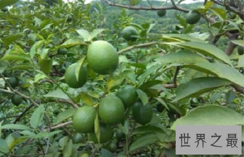 【图】柠檬怎么吃，好像确实挺酸的，不过我需要一个