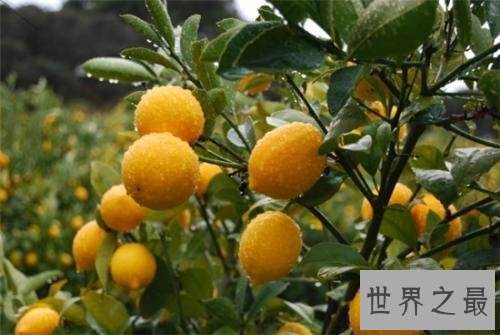 【图】柠檬怎么吃，好像确实挺酸的，不过我需要一个