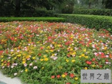 【图】马齿苋，好像我因为长的比较矮，所以马总是喜
