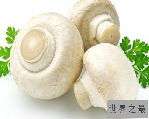 【图】享誉国际市场的食用菌——口蘑