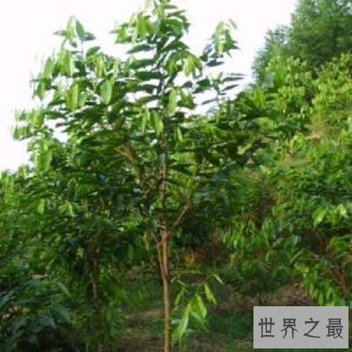 【图】让我们一起了解沉香树，让你也拥有一颗属于自