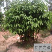 【图】让我们一起了解沉香树，让你也拥有一颗属于自