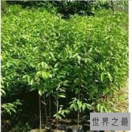 【图】让我们一起了解沉香树，让你也拥有一颗属于自