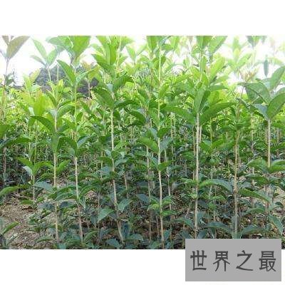 【图】让我们一起了解沉香树，让你也拥有一颗属于自