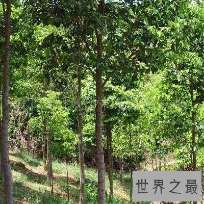 【图】让我们一起了解沉香树，让你也拥有一颗属于自