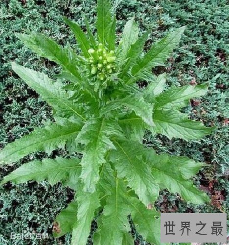 【图】救心菜，“你真的以为我可以救心吗，能救的只