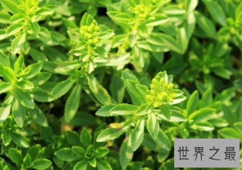 【图】救心菜，“你真的以为我可以救心吗，能救的只