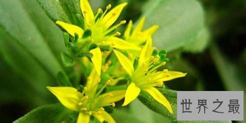 【图】救心菜，“你真的以为我可以救心吗，能救的只