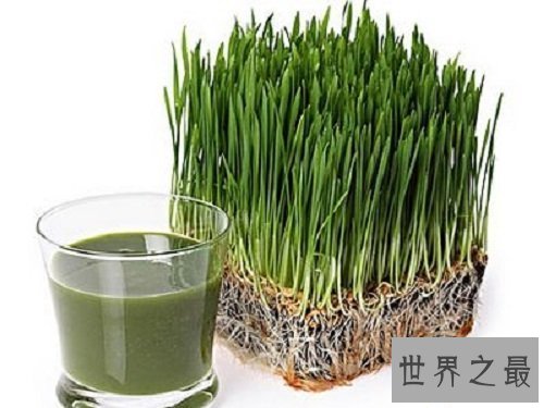 【图】每天一杯大麦若叶，让你拥有一个年轻活力的好