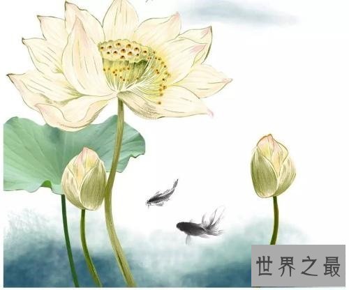 【图】为什么佛独爱莲花，且看爱莲说是怎么解释这一