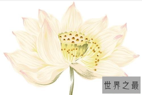 【图】为什么佛独爱莲花，且看爱莲说是怎么解释这一