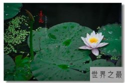 【图】为什么佛独爱莲花，且看爱莲说是怎么解释这一