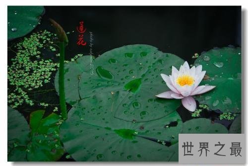 【图】为什么佛独爱莲花，且看爱莲说是怎么解释这一
