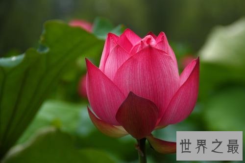 【图】为什么佛独爱莲花，且看爱莲说是怎么解释这一