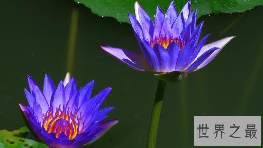 【图】为什么佛独爱莲花，且看爱莲说是怎么解释这一