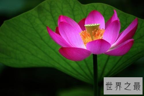 【图】为什么佛独爱莲花，且看爱莲说是怎么解释这一