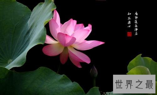 【图】为什么佛独爱莲花，且看爱莲说是怎么解释这一