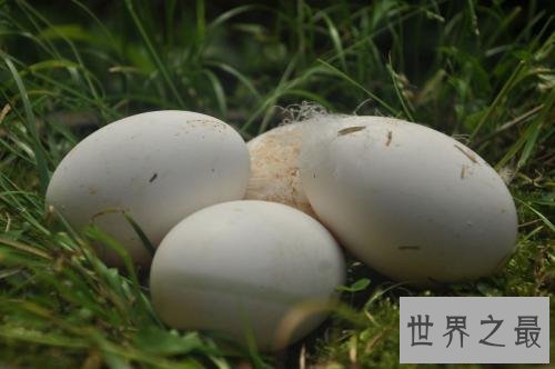 【图】孕妇可以吃鹅蛋吗,对于这种蛋类食物只要不吃