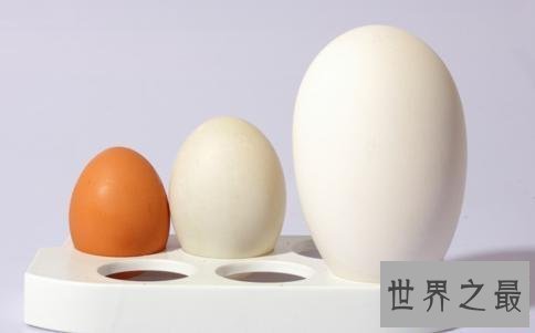 【图】孕妇可以吃鹅蛋吗,对于这种蛋类食物只要不吃