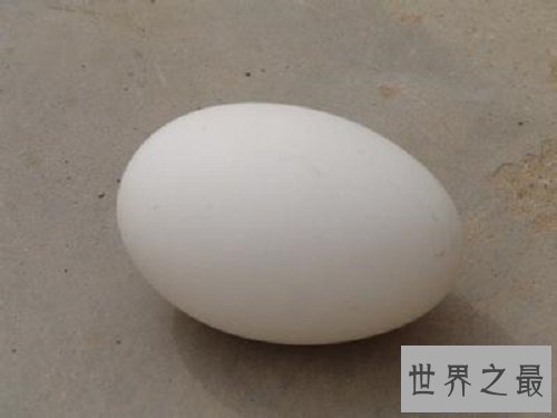 【图】孕妇可以吃鹅蛋吗,对于这种蛋类食物只要不吃