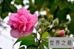 【图】今日带你去看有着纤细之美花语的美丽的芙蓉花
