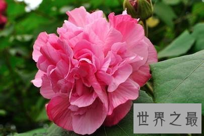 【图】今日带你去看有着纤细之美花语的美丽的芙蓉花