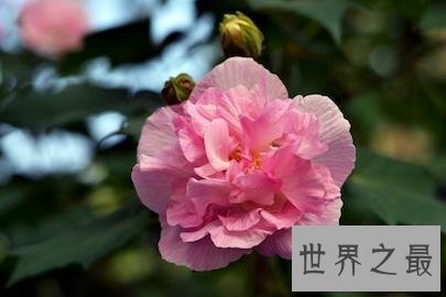 【图】今日带你去看有着纤细之美花语的美丽的芙蓉花