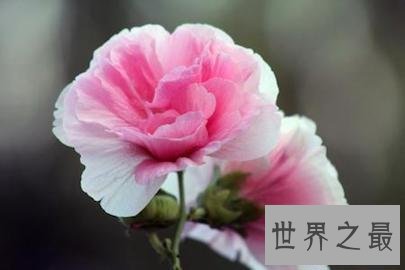 【图】今日带你去看有着纤细之美花语的美丽的芙蓉花