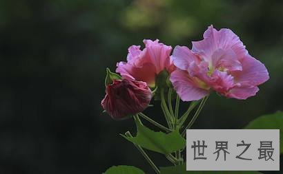 【图】今日带你去看有着纤细之美花语的美丽的芙蓉花