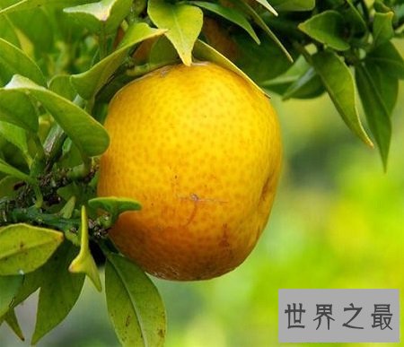 【图】你不知道的药材 来自云南西双版纳的香橼