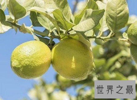【图】你不知道的药材 来自云南西双版纳的香橼