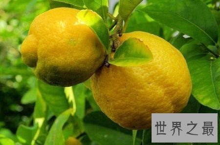 【图】你不知道的药材 来自云南西双版纳的香橼