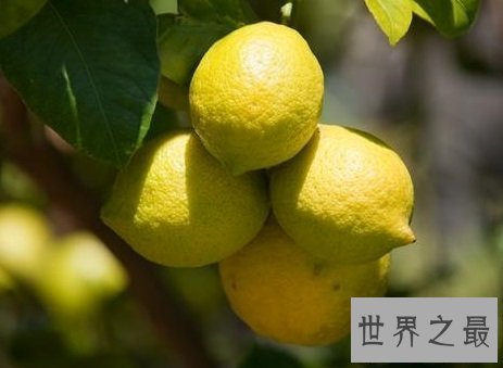 【图】你不知道的药材 来自云南西双版纳的香橼