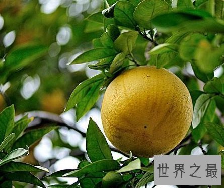 【图】你不知道的药材 来自云南西双版纳的香橼