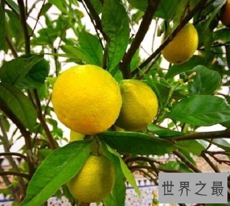 【图】你不知道的药材 来自云南西双版纳的香橼