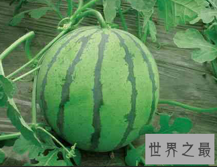 【图】酷热夏天将要来临 一起来看一下西瓜图片吧