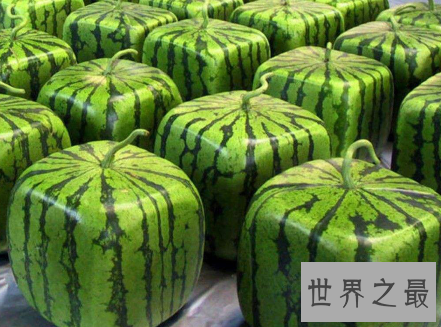 【图】酷热夏天将要来临 一起来看一下西瓜图片吧