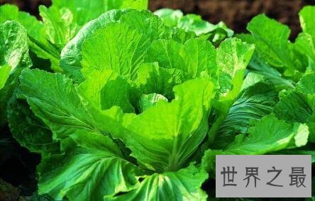 【图】芥菜图片营养健康绿色蔬菜美味好吃一定要会