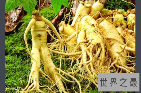 【图】西洋参你会吃吗 让我们揭秘西洋参的作用与功效