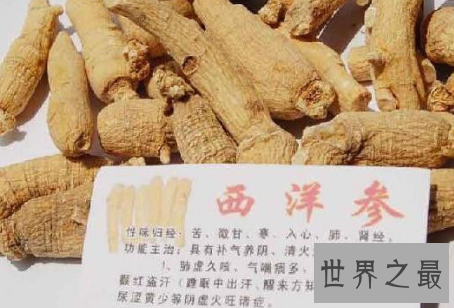 【图】西洋参你会吃吗 让我们揭秘西洋参的作用与功效