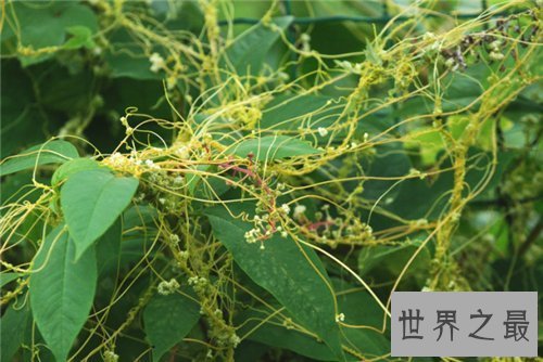 【图】菟丝子的功效与作用 菟丝子有哪些副作用
