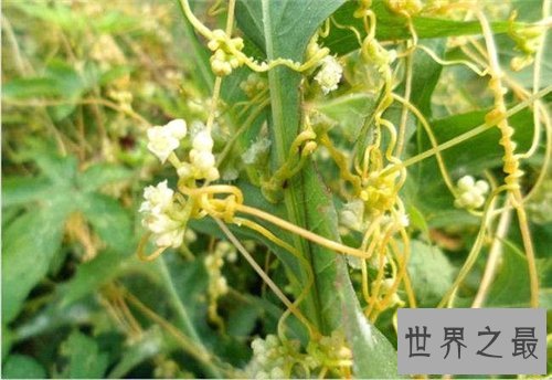 【图】菟丝子的功效与作用 菟丝子有哪些副作用
